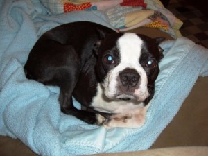 Dodger