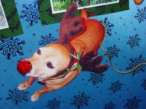 Gracie The Red Nosed Reindeer