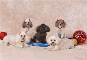 Poodles