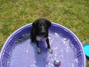 blizzpool