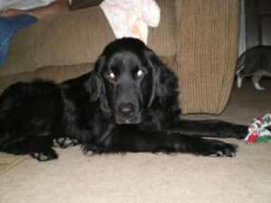 brady