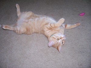 happytailskitty